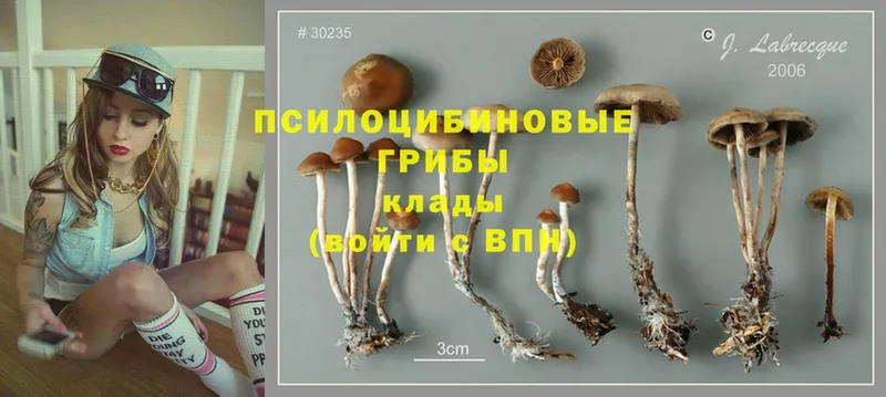 где купить наркотик  Верея  Псилоцибиновые грибы Psilocybe 